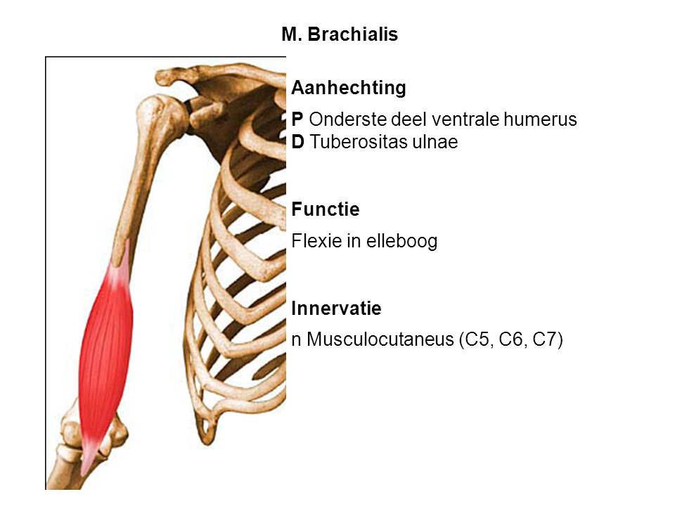 M. Brachialis Aanhechting. P Onderste deel ventrale humerus. D Tuberositas ulnae. Functie. Flexie in elleboog.