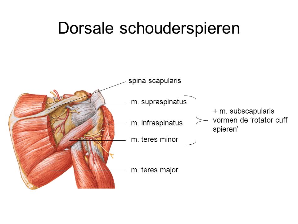 Dorsale schouderspieren
