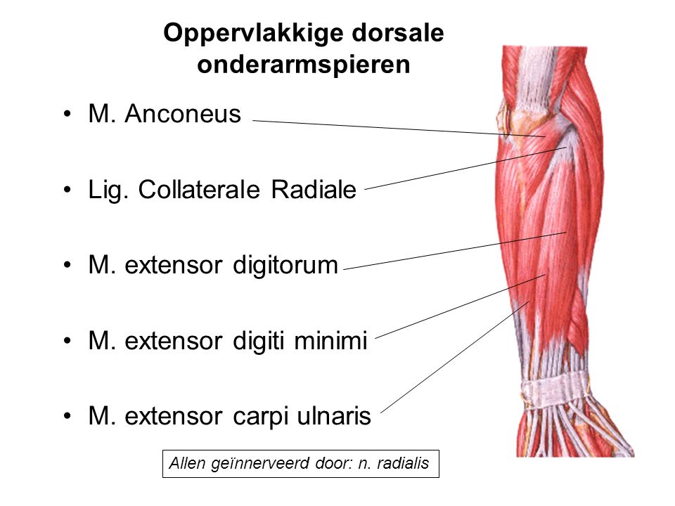 Oppervlakkige dorsale onderarmspieren