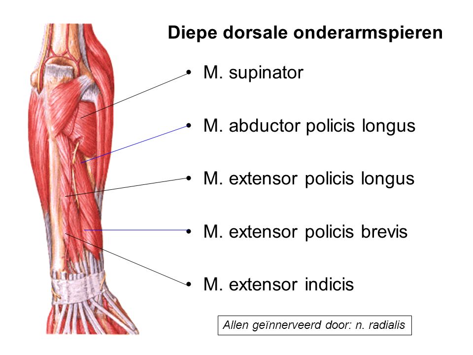 Diepe dorsale onderarmspieren