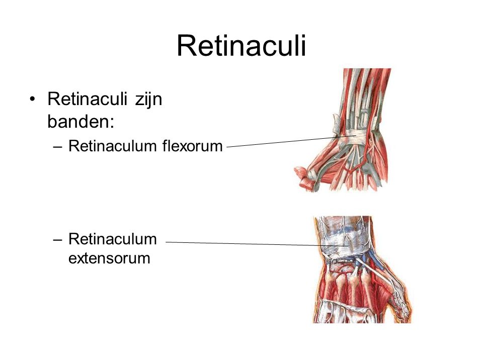 Retinaculi Retinaculi zijn banden: Retinaculum flexorum