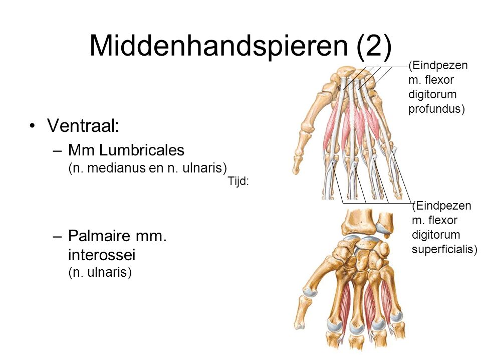 Middenhandspieren (2) Ventraal: