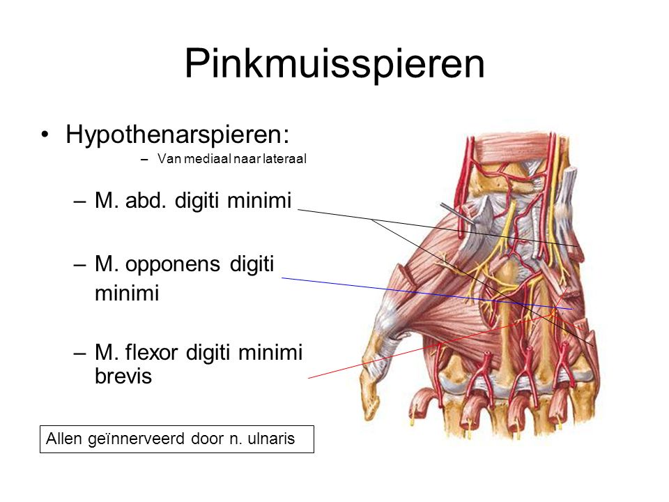 Pinkmuisspieren Hypothenarspieren: M. abd. digiti minimi