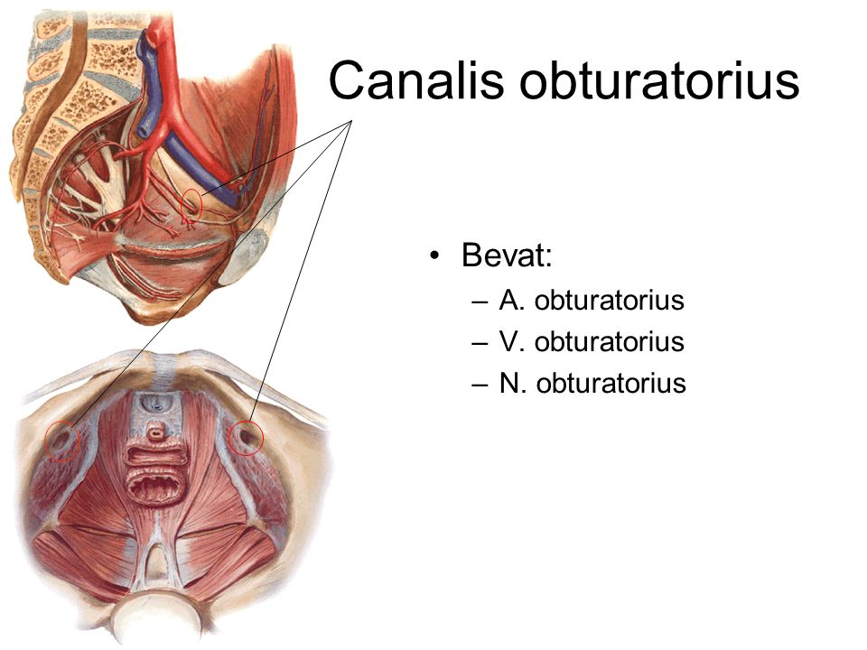 Canalis obturatorius Bevat: A. obturatorius V. obturatorius