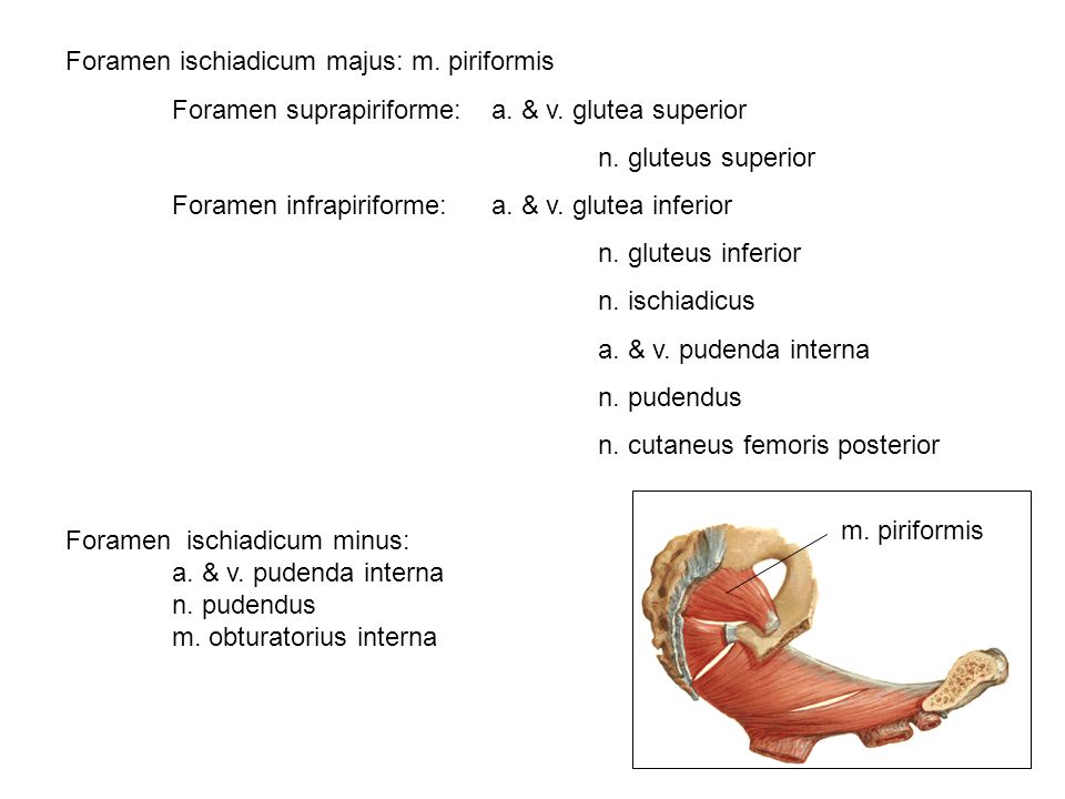 Foramen ischiadicum majus: m. piriformis