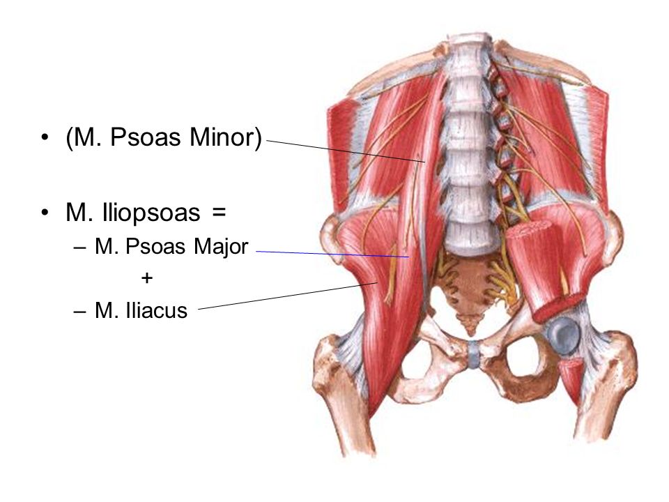 (M. Psoas Minor) M. Iliopsoas = M. Psoas Major + M. Iliacus