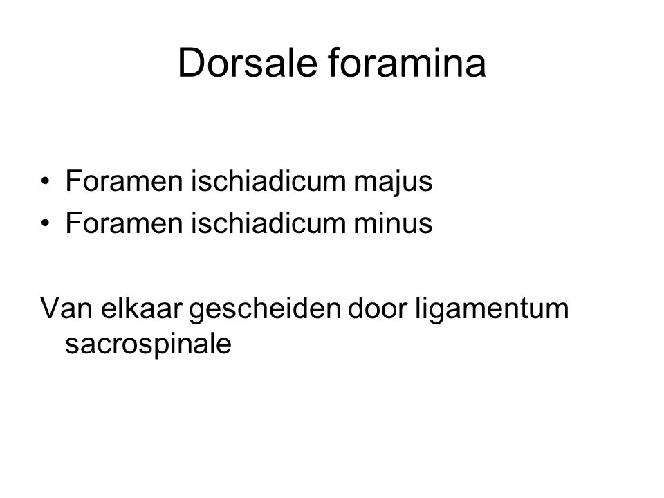 Dorsale foramina Foramen ischiadicum majus Foramen ischiadicum minus