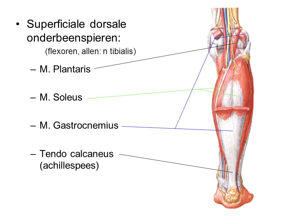Superficiale dorsale onderbeenspieren: