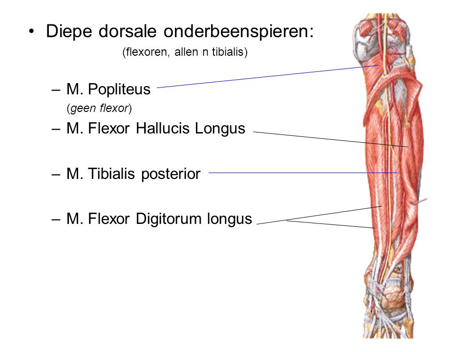 Diepe dorsale onderbeenspieren: