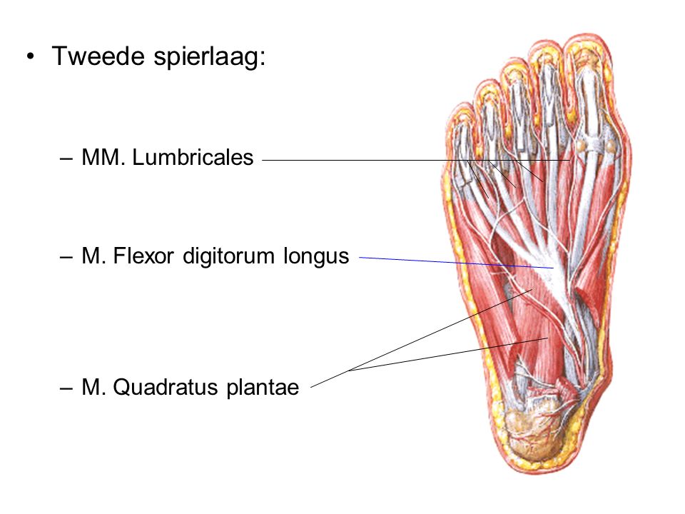 Tweede spierlaag: MM. Lumbricales M. Flexor digitorum longus