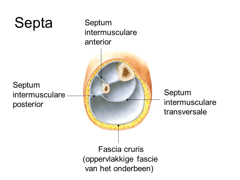 Septa Septum intermusculare anterior Septum intermusculare posterior