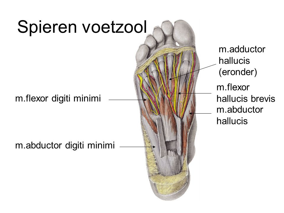 Spieren voetzool m.adductor hallucis (eronder) m.flexor