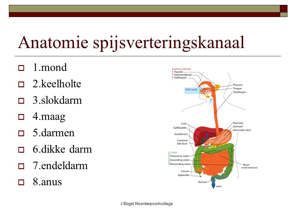 Anatomie spijsverteringskanaal