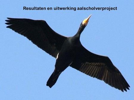 Resultaten en uitwerking aalscholverproject. Doel Negatieve invloed aalscholvers beperken – Bescherming van de aanwezige vis – Weren van aalscholvers.