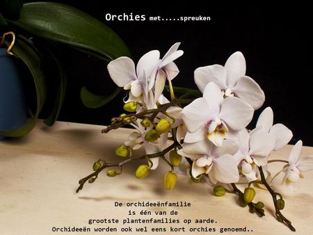 Orchies met.....spreuken De orchideeënfamilie is één van de