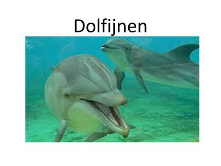 Dolfijnen Hoofdstuk 1 Algemeen.