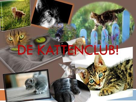 .. DE KATTENCLUB! DE KATTENCLUB Miauw,Klauw,Poot!! Welkom,bij de kattenclub. Hier worden in een paar dia’s de kattenclub uitgelegd. Ach,miauw veel plezier!