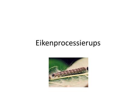 Eikenprocessierups.