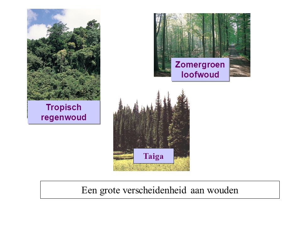 grote verscheidenheid aan wouden ppt video online download