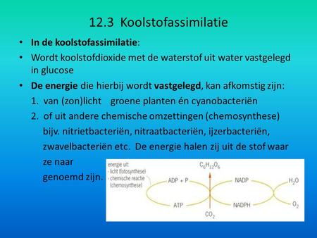 12.3 Koolstofassimilatie In de koolstofassimilatie: