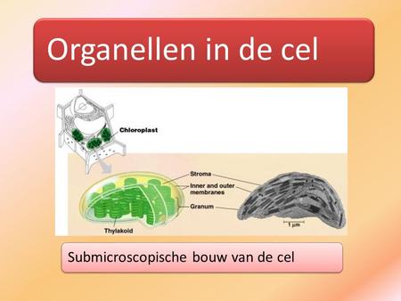 Organellen in de cel Submicroscopische bouw van de cel.