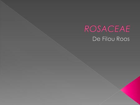 ROSACEAE De Filou Roos.