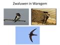 Zwaluwen in Waregem. De huiszwaluw en de boerenzwaluw zijn de meest voorkomende zwaluwen in West-Europa. In vergelijking tot de boerenzwaluw is de buik.