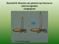 Basisstof 6: Reacties van planten op interne en externe signalen Lengtegroei.