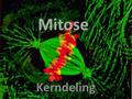 Mitose Kerndeling.