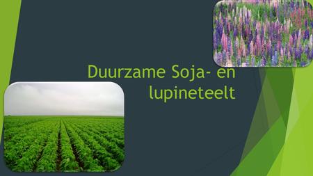 Duurzame Soja- en lupineteelt. Het idee  Boeren zaaien Soja of Lupine op akkerranden of percelen.  Agrifirm ontwikkeld betere rassen door middel van.