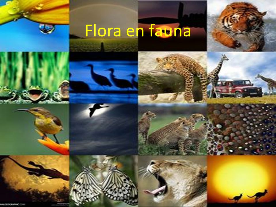 Flora en fauna. - ppt
