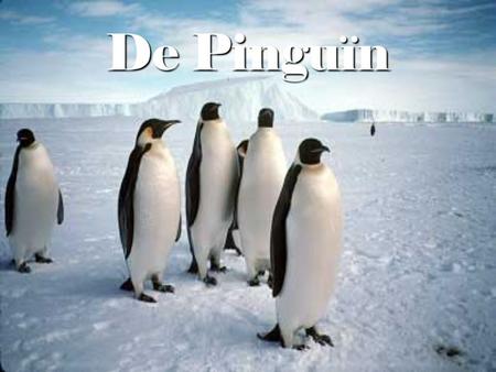 De Pinguïn. Pinguïns komen uit een ei Vrouwtjes pinguïns leggen 1 of twee eieren in een nest. Het mannetje broedt het ei ook uit, samen met het vrouwtje.