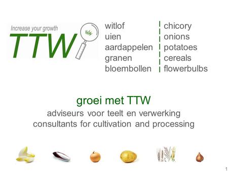 groei met TTW witlof uien aardappelen granen bloembollen chicory