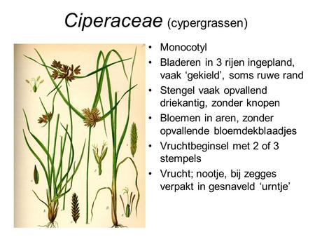 Ciperaceae (cypergrassen)