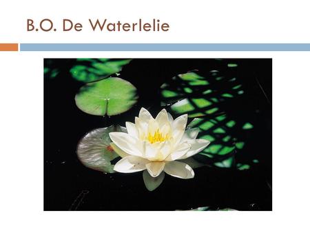 B.O. De Waterlelie.