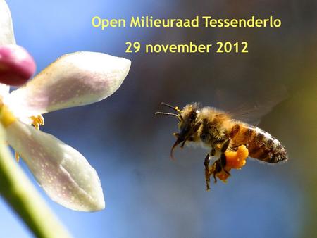 1 Open Milieuraad Tessenderlo 29 november 2012. Als er geen bijen meer op de aarde zijn, heeft de mens nog vier jaren te leven; geen bijen meer, geen.