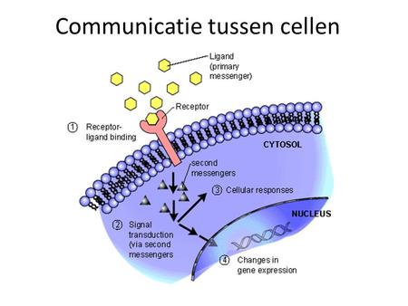 Communicatie tussen cellen