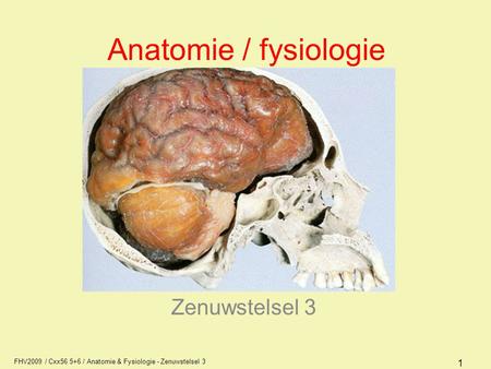 Anatomie / fysiologie Zenuwstelsel 3 AFI1