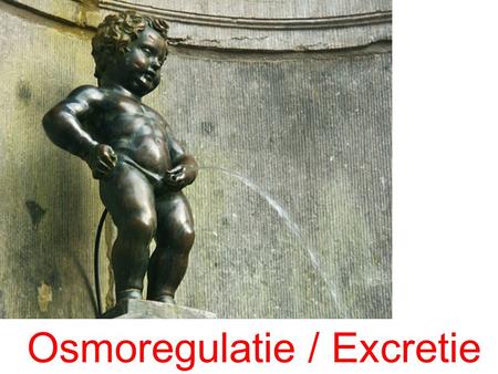 Osmoregulatie / Excretie