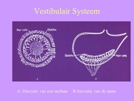 Vestibulair Systeem A. Otocyste van een mollusc B.Sacculus van de mens.