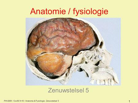 Anatomie / fysiologie Zenuwstelsel 5 AFI1