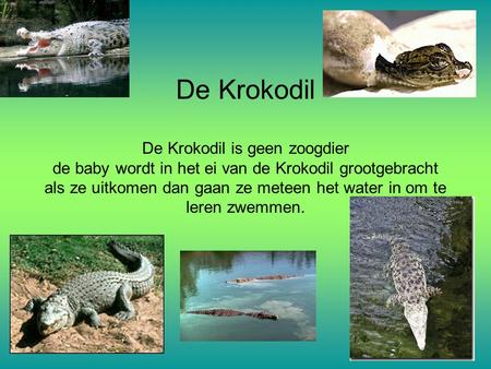 De Krokodil De Krokodil is geen zoogdier de baby wordt in het ei van de Krokodil grootgebracht als ze uitkomen dan gaan ze meteen het water in om te leren.