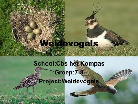 School:Cbs het Kompas Groep:7-8 Project:Weidevogels