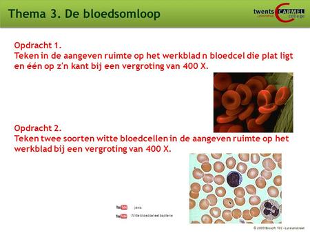 Thema 3. De bloedsomloop Opdracht 1.