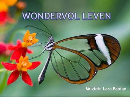 WONDERVOL LEVEN Muziek: Lara Fabian.