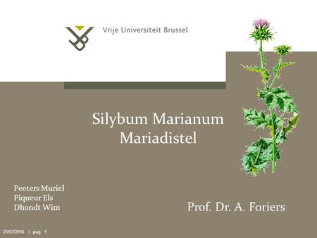 Silybum Marianum Mariadistel