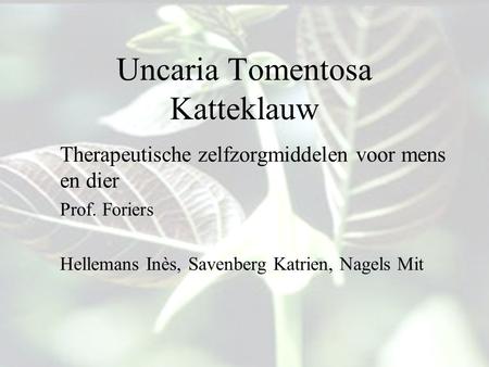 Uncaria Tomentosa Katteklauw