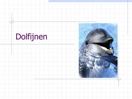 Dolfijnen.