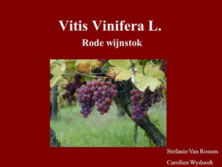Vitis Vinifera L. Rode wijnstok Stefanie Van Rossen Carolien Wydoodt.