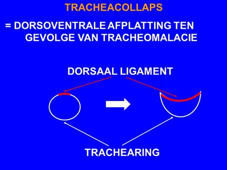 TRACHEACOLLAPS = DORSOVENTRALE AFPLATTING TEN 		GEVOLGE VAN TRACHEOMALACIE DORSAAL LIGAMENT TRACHEARING.